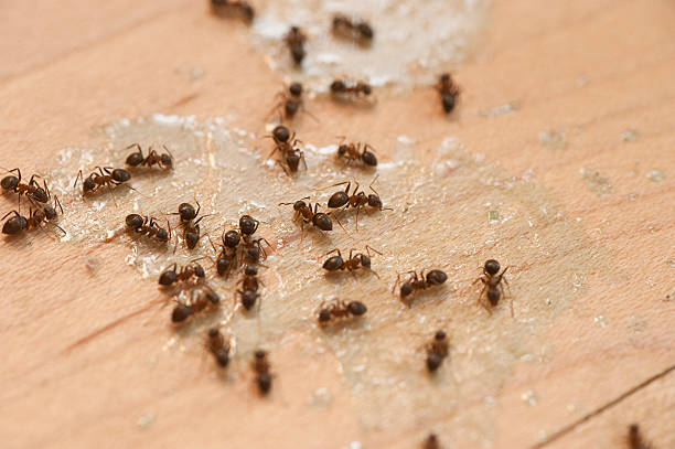 Best Pest Control Near Me in St Louis, MI