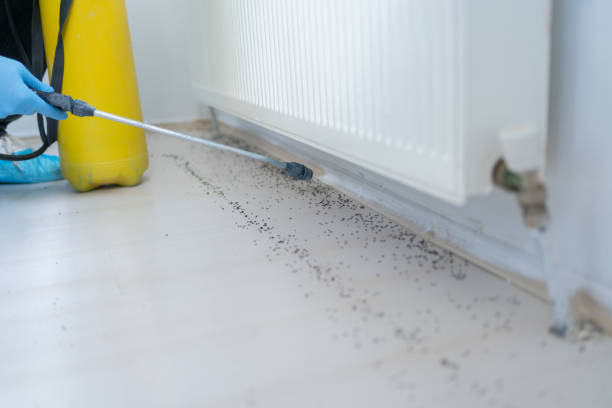 Best Affordable Pest Control Services  in St Louis, MI